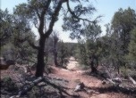 Trail still visible through the junipers, Lamont Crabtree Photo